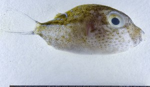  ( - GE_178)  @11 [ ] copyright © (2023) Eliot RUIZ MARBEC