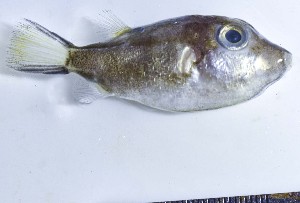  ( - GE_181)  @11 [ ] copyright © (2023) Eliot RUIZ MARBEC