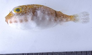  ( - GE_225)  @11 [ ] copyright © (2023) Eliot RUIZ MARBEC