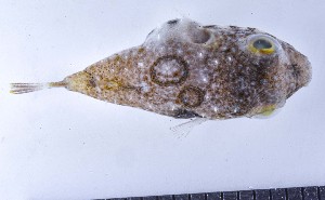  ( - GE_226)  @11 [ ] copyright © (2023) Eliot RUIZ MARBEC