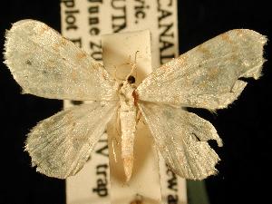  (Hydrelia albifera - NFRC-P-2007-100084)  @13 [ ] CreativeCommons - Attribution (2010) Jeremy deWaard University of British Columbia