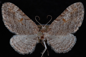  (Eupithecia graefii - PFC-2007-0270)  @13 [ ] CreativeCommons - Attribution (2010) Jeremy deWaard University of British Columbia