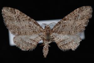  (Eupithecia maestosa - ENT007-002419)  @13 [ ] CreativeCommons - Attribution (2010) Jeremy deWaard University of British Columbia
