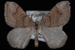  (Zenophleps lignicolorata - ENT991-125788)  @14 [ ] CreativeCommons - Attribution (2010) Jeremy deWaard University of British Columbia