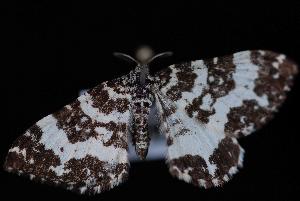  (Rheumaptera subhastata albodecorata - ENT991-006551)  @13 [ ] CreativeCommons - Attribution (2010) Jeremy deWaard University of British Columbia