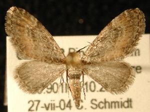  (Eupithecia coloradensis - UASM59026)  @14 [ ] CreativeCommons - Attribution (2010) Jeremy deWaard University of British Columbia