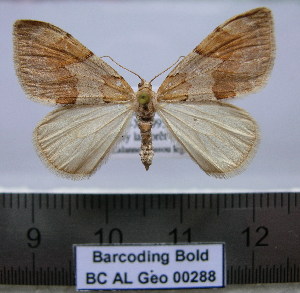  (Thera firmata - BC AL Geo 00288)  @11 [ ] Copyright (2010) Antoine Leveque Research Collection of Antoine Leveque