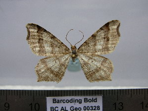  ( - BC AL Geo 00328)  @13 [ ] Copyright (2010) Antoine Leveque Research Collection of Antoine Leveque