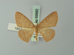  (Cyclophora imbuta - BC ZSM Lep 69982)  @11 [ ] CreativeCommons - Attribution Non-Commercial Share-Alike (2014) Axel Hausmann SNSB, Zoologische Staatssammlung Muenchen