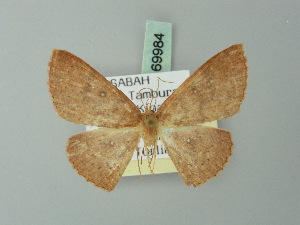  (Cyclophora lowi - BC ZSM Lep 69984)  @13 [ ] CreativeCommons - Attribution Non-Commercial Share-Alike (2014) Axel Hausmann SNSB, Zoologische Staatssammlung Muenchen