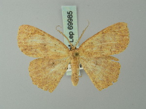  (Cyclophora intortaria - BC ZSM Lep 69985)  @13 [ ] CreativeCommons - Attribution Non-Commercial Share-Alike (2014) Axel Hausmann SNSB, Zoologische Staatssammlung Muenchen
