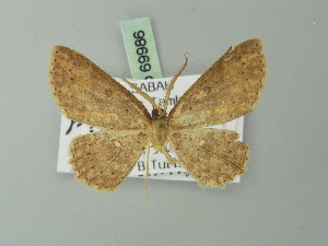  (Cyclophora carsoni - BC ZSM Lep 69986)  @12 [ ] CreativeCommons - Attribution Non-Commercial Share-Alike (2014) Axel Hausmann SNSB, Zoologische Staatssammlung Muenchen