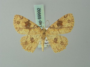  (Cyclophora heydena - BC ZSM Lep 69992)  @14 [ ] CreativeCommons - Attribution Non-Commercial Share-Alike (2014) Axel Hausmann SNSB, Zoologische Staatssammlung Muenchen