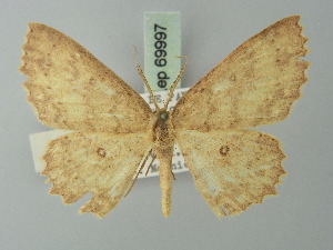  (Cyclophora scintillans - BC ZSM Lep 69997)  @15 [ ] CreativeCommons - Attribution Non-Commercial Share-Alike (2014) Axel Hausmann SNSB, Zoologische Staatssammlung Muenchen