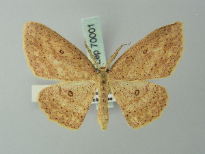  (Cyclophora rufistigma - BC ZSM Lep 70001)  @14 [ ] CreativeCommons - Attribution Non-Commercial Share-Alike (2014) Axel Hausmann SNSB, Zoologische Staatssammlung Muenchen