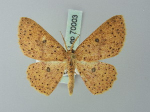  (Cyclophora viator - BC ZSM Lep 70003)  @15 [ ] CreativeCommons - Attribution Non-Commercial Share-Alike (2014) Axel Hausmann SNSB, Zoologische Staatssammlung Muenchen