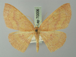  (Cyclophora rhodostigma - BC ZSM Lep 70006)  @13 [ ] CreativeCommons - Attribution Non-Commercial Share-Alike (2014) Axel Hausmann SNSB, Zoologische Staatssammlung Muenchen