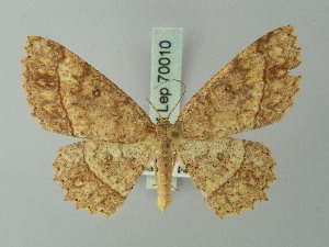  (Cyclophora mezclata - BC ZSM Lep 70010)  @14 [ ] CreativeCommons - Attribution Non-Commercial Share-Alike (2014) Axel Hausmann SNSB, Zoologische Staatssammlung Muenchen