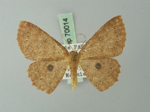  (Cyclophora lateritiaria - BC ZSM Lep 70014)  @14 [ ] CreativeCommons - Attribution Non-Commercial Share-Alike (2014) Axel Hausmann SNSB, Zoologische Staatssammlung Muenchen