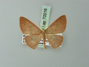 (Cyclophora dicycla - BC ZSM Lep 70016)  @13 [ ] CreativeCommons - Attribution Non-Commercial Share-Alike (2014) Axel Hausmann SNSB, Zoologische Staatssammlung Muenchen