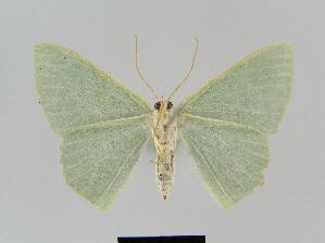  ( - BC EF Alc 00191)  @13 [ ] Copyright (2010) Egbert Friedrich Research Collection of Egbert Friedrich