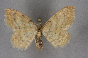  (Idaea terminolineata - BC NP 0207)  @14 [ ] Copyright (2010) Norbert Poell Research Collection of Norbert Poell
