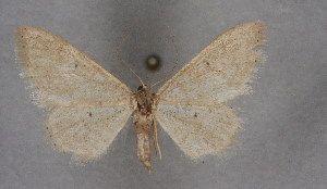  (Idaea debiliata - BC NP 0214)  @13 [ ] Copyright (2010) Norbert Poell Research Collection of Norbert Poell