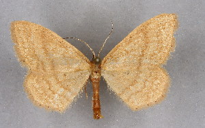  (Idaea ochrata albida - BC NP 0273)  @14 [ ] Copyright (2010) Norbert Poell Research Collection of Norbert Poell