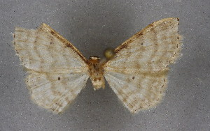  (Idaea fuscovenosaAH01Mr - BC NP 0289)  @13 [ ] Copyright (2010) Norbert Poell Research Collection of Norbert Poell
