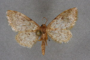  (Idaea blaesii - BC NP 0348)  @14 [ ] Copyright (2010) Norbert Poell Research Collection of Norbert Poell