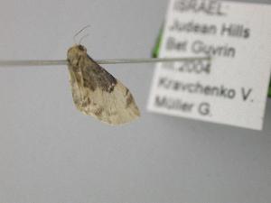  ( - BC ZSM Lep 00232)  @12 [ ] CreativeCommons - Attribution Non-Commercial Share-Alike (2010) Axel Hausmann SNSB, Zoologische Staatssammlung Muenchen