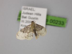  ( - BC ZSM Lep 00233)  @12 [ ] CreativeCommons - Attribution Non-Commercial Share-Alike (2010) Axel Hausmann SNSB, Zoologische Staatssammlung Muenchen