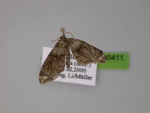  ( - BC ZSM Lep 00411)  @13 [ ] CreativeCommons - Attribution Non-Commercial Share-Alike (2010) Axel Hausmann SNSB, Zoologische Staatssammlung Muenchen