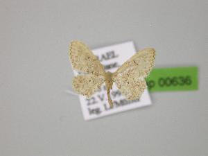  (Idaea affinitata - BC ZSM Lep 00636)  @13 [ ] CreativeCommons - Attribution Non-Commercial Share-Alike (2010) Axel Hausmann SNSB, Zoologische Staatssammlung Muenchen