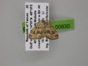  ( - BC ZSM Lep 00830)  @13 [ ] CreativeCommons - Attribution Non-Commercial Share-Alike (2010) Axel Hausmann SNSB, Zoologische Staatssammlung Muenchen