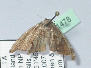  ( - BC ZSM Lep 01478)  @12 [ ] CreativeCommons - Attribution Non-Commercial Share-Alike (2010) Axel Hausmann SNSB, Zoologische Staatssammlung Muenchen