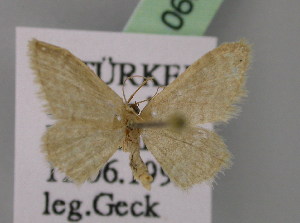  (Idaea proclivata - BC ZSM Lep 06873)  @13 [ ] CreativeCommons - Attribution Non-Commercial Share-Alike (2010) Axel Hausmann SNSB, Zoologische Staatssammlung Muenchen