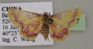  (Idaea nielseni - BC ZSM Lep 13677)  @13 [ ] CreativeCommons - Attribution Non-Commercial Share-Alike (2010) Axel Hausmann SNSB, Zoologische Staatssammlung Muenchen
