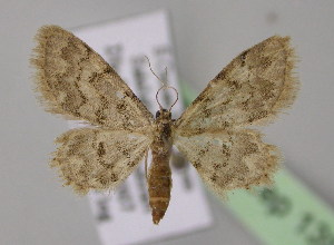  (Idaea damadensis - BC ZSM Lep 13985)  @13 [ ] CreativeCommons - Attribution Non-Commercial Share-Alike (2010) Axel Hausmann SNSB, Zoologische Staatssammlung Muenchen