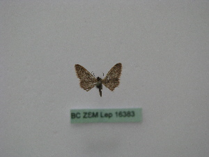  (Idaea AH01Au - BC ZSM Lep 16383)  @12 [ ] CreativeCommons - Attribution Non-Commercial Share-Alike (2010) Axel Hausmann SNSB, Zoologische Staatssammlung Muenchen