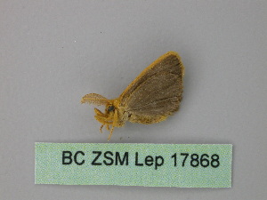  ( - BC ZSM Lep 17868)  @12 [ ] CreativeCommons - Attribution Non-Commercial Share-Alike (2010) Axel Hausmann SNSB, Zoologische Staatssammlung Muenchen