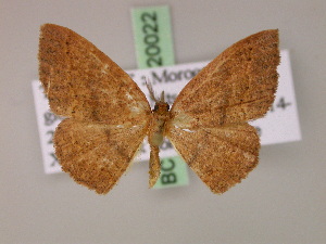  (Cyclophora AH01Tz - BC ZSM Lep 20022)  @14 [ ] CreativeCommons - Attribution Non-Commercial Share-Alike (2010) Axel Hausmann SNSB, Zoologische Staatssammlung Muenchen