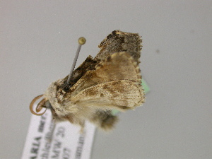  ( - BC ZSM Lep 21173)  @11 [ ] CreativeCommons - Attribution Non-Commercial Share-Alike (2010) Axel Hausmann SNSB, Zoologische Staatssammlung Muenchen