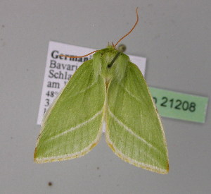  ( - BC ZSM Lep 21208)  @13 [ ] CreativeCommons - Attribution Non-Commercial Share-Alike (2010) Axel Hausmann SNSB, Zoologische Staatssammlung Muenchen