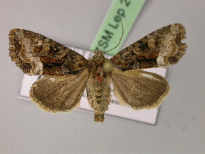  ( - BC ZSM Lep 21278)  @13 [ ] CreativeCommons - Attribution Non-Commercial Share-Alike (2010) Axel Hausmann SNSB, Zoologische Staatssammlung Muenchen