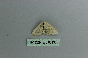  (Scopula ansulata adulteraria - BC ZSM Lep 80138)  @12 [ ] CreativeCommons - Attribution Non-Commercial Share-Alike (2013) Axel Hausmann SNSB, Zoologische Staatssammlung Muenchen