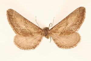  (Semidesertobia erectaria - BC GL Lep 0053)  @11 [ ] Copyright (2010) Gyula M. Laszlo Research Collection of Gyula M. Laszlo