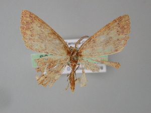  (Cyclophora AH07Pe - BC ZSM Lep 04420)  @13 [ ] CreativeCommons - Attribution Non-Commercial Share-Alike (2010) Axel Hausmann SNSB, Zoologische Staatssammlung Muenchen