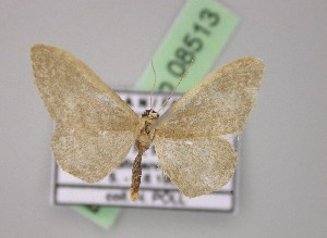  (Idaea proclivataAH01Ir - BC ZSM Lep 08513)  @13 [ ] CreativeCommons - Attribution Non-Commercial Share-Alike (2010) Axel Hausmann SNSB, Zoologische Staatssammlung Muenchen
