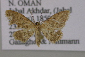  (Idaea eremica - BC ZSM Lep 09695)  @13 [ ] CreativeCommons - Attribution Non-Commercial Share-Alike (2010) Axel Hausmann SNSB, Zoologische Staatssammlung Muenchen